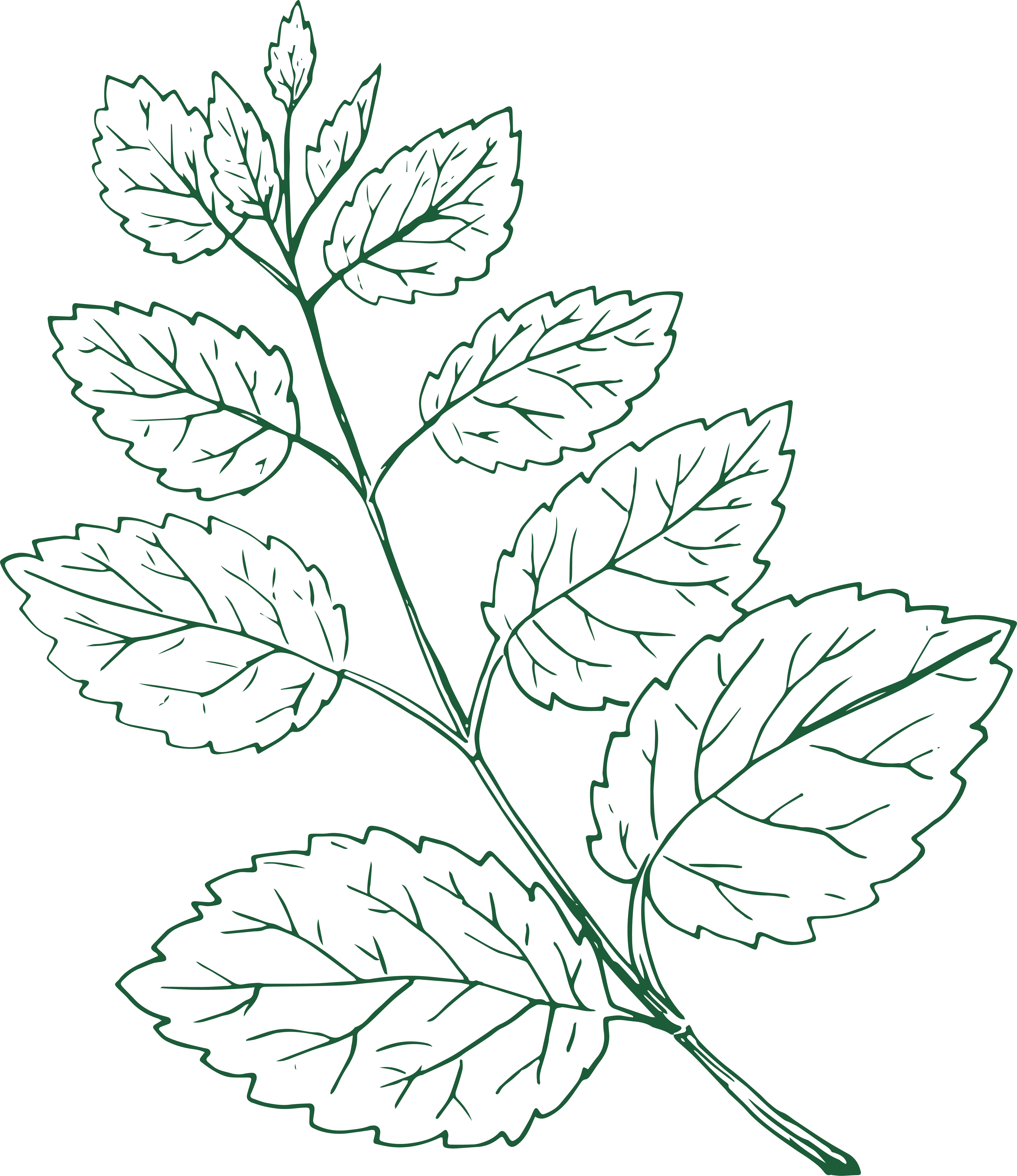 Lemon Balm illustration