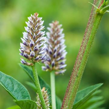 Licorice Plant Flower