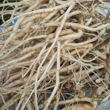 Licorice Root