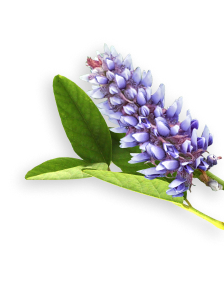 Licorice herb
