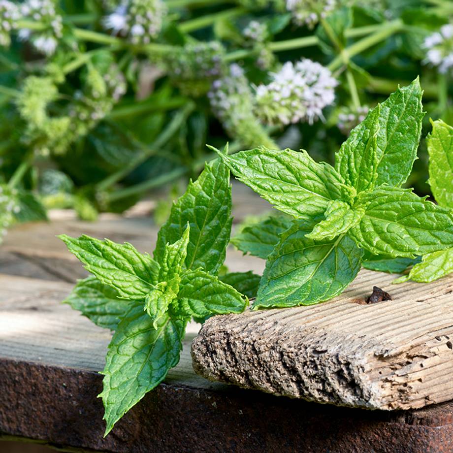 Peppermint Leaves