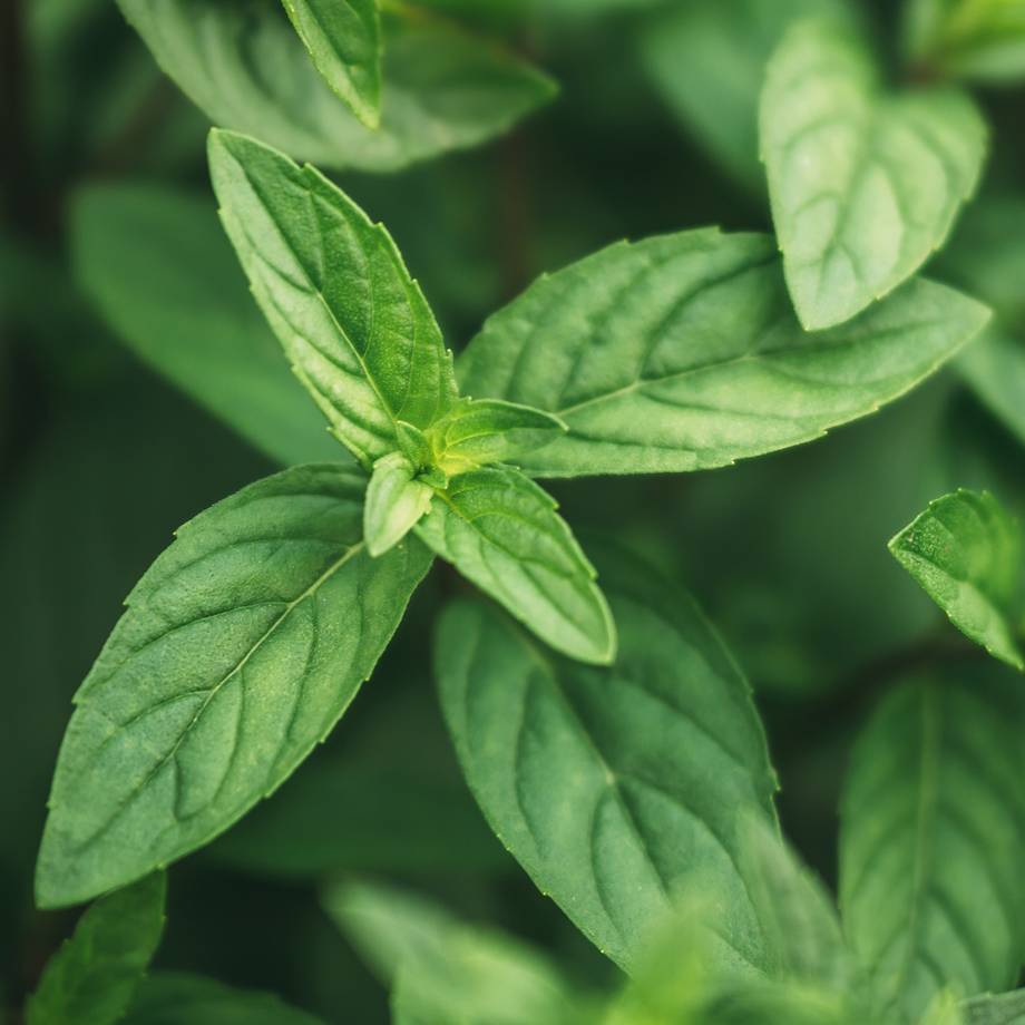 Peppermint Leaves