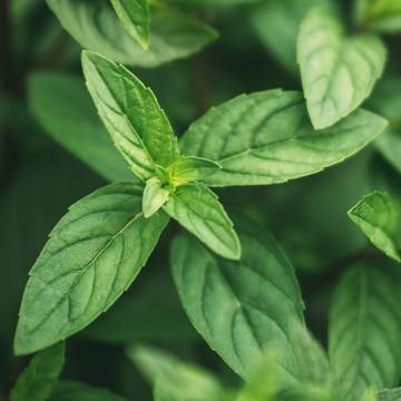 Peppermint Leaves Detail Close-Up