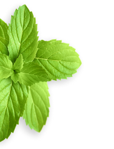 Peppermint herb