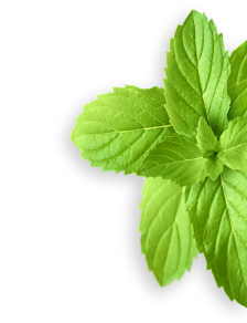 Peppermint herb