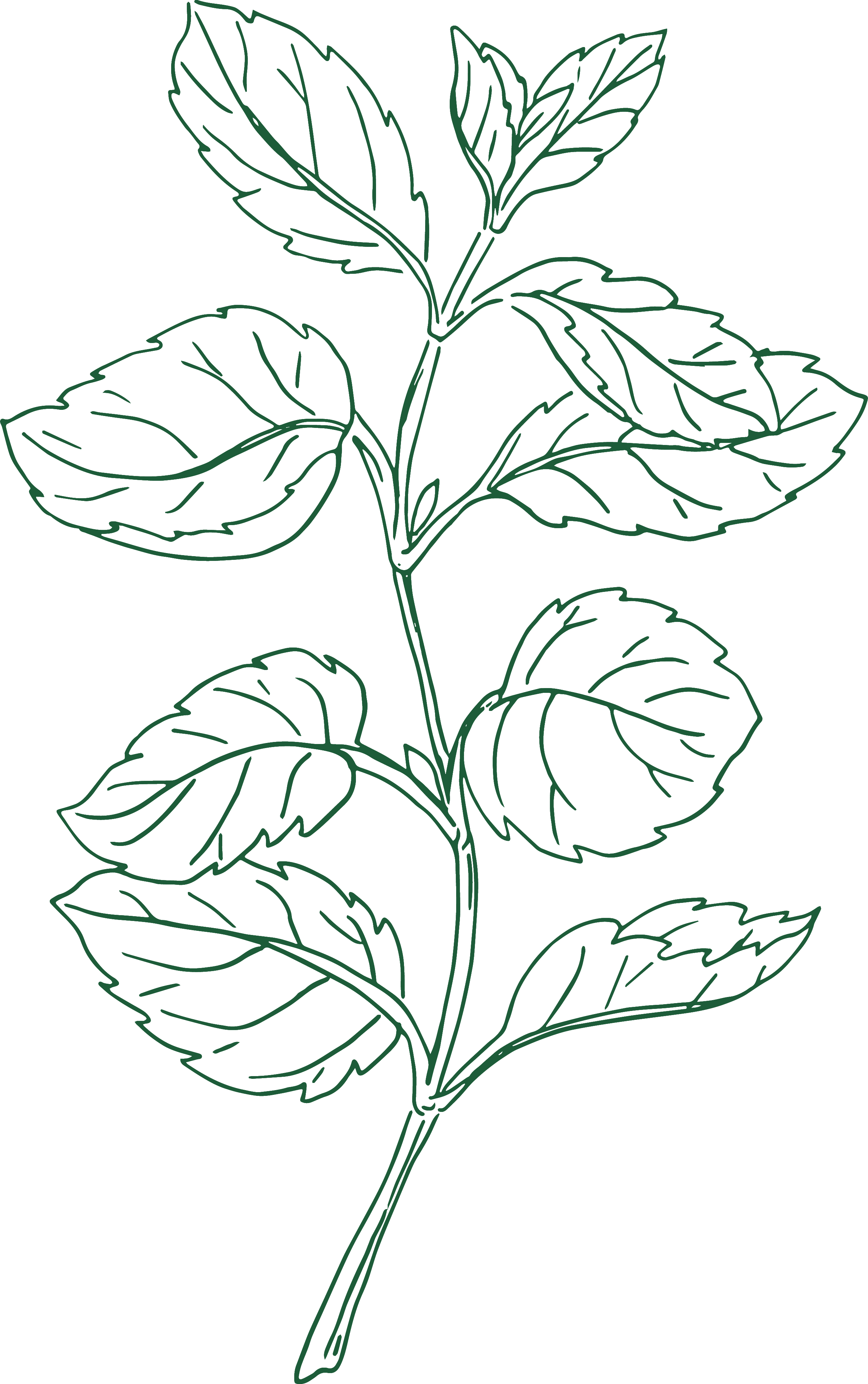 Peppermint illustration