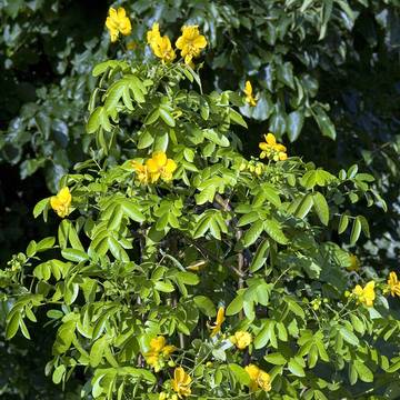 Senna Plant Flower & Leaves