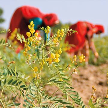 Senna Plant Flower & Leaves with Women Collecting