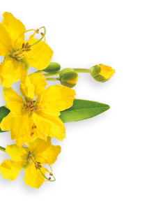 Senna herb