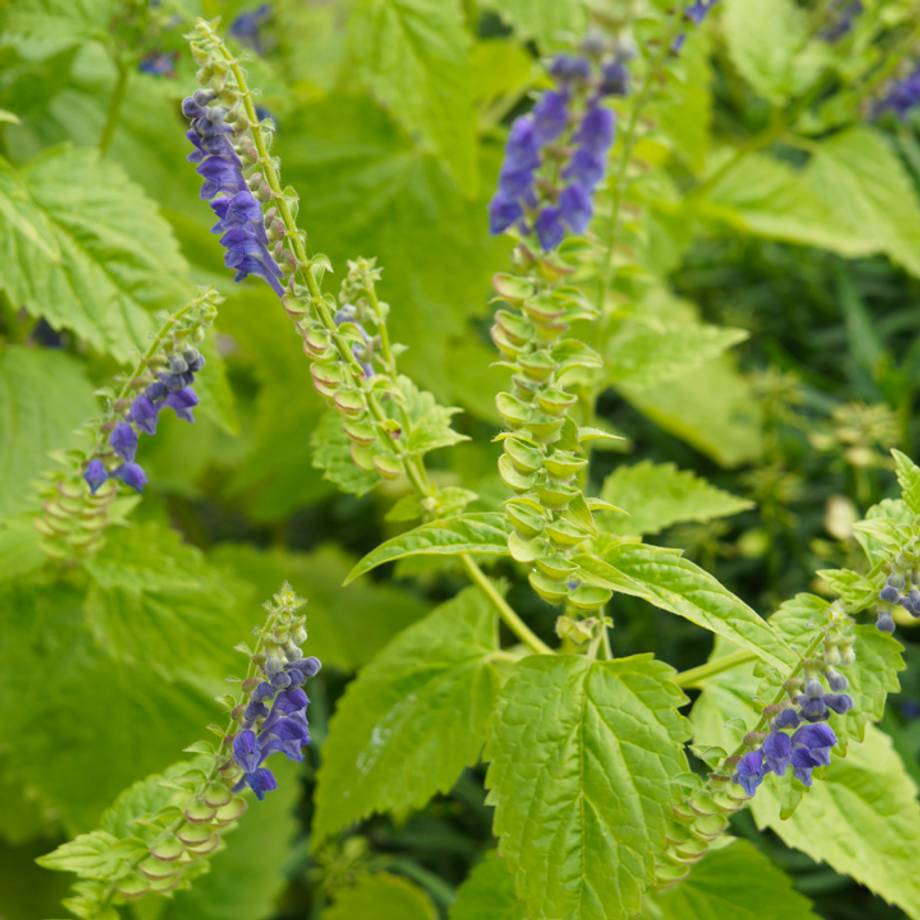 Skullcap Plant Flowers, Leaves & Stems