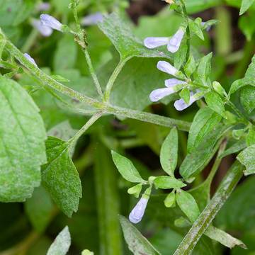 Skullcap Plant Flowers, Leaves & Stems