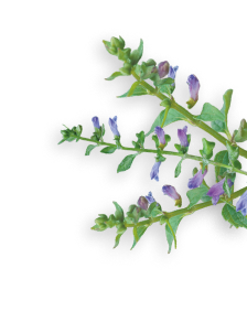 Skullcap herb