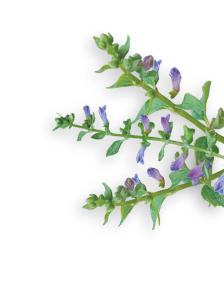 Skullcap herb