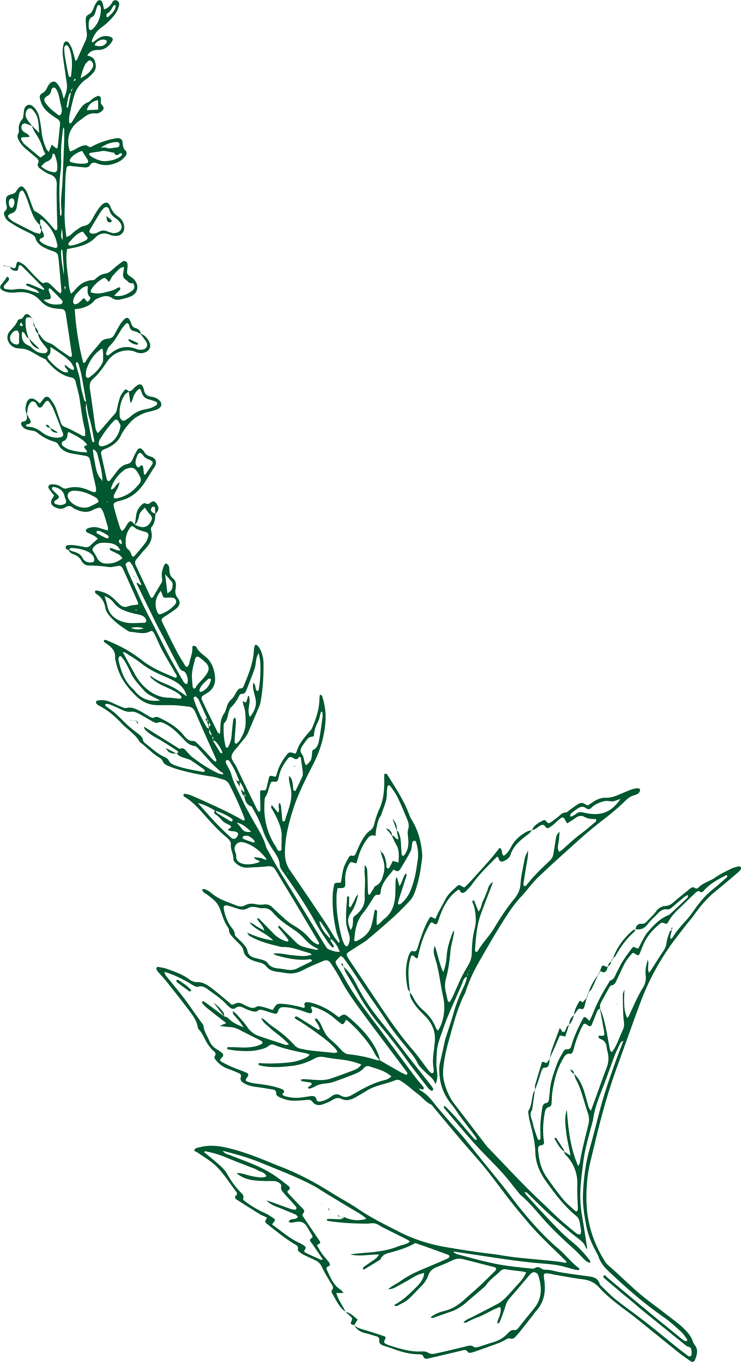 Skullcap illustration