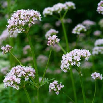 Valerian Plant Flower