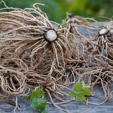 Valerian Plant Roots
