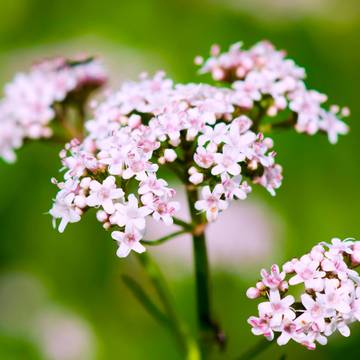 Valerian Plant Flower