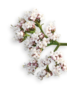 Valerian herb
