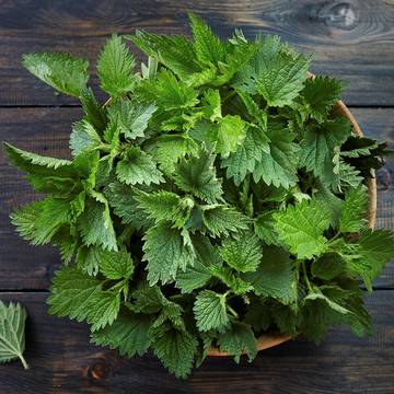 stinging nettle treatment