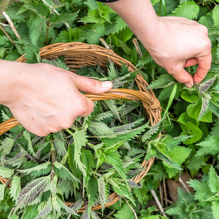 Nettle Leaves in a Basket