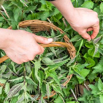 Nettle being Collected by Hand in a Basket