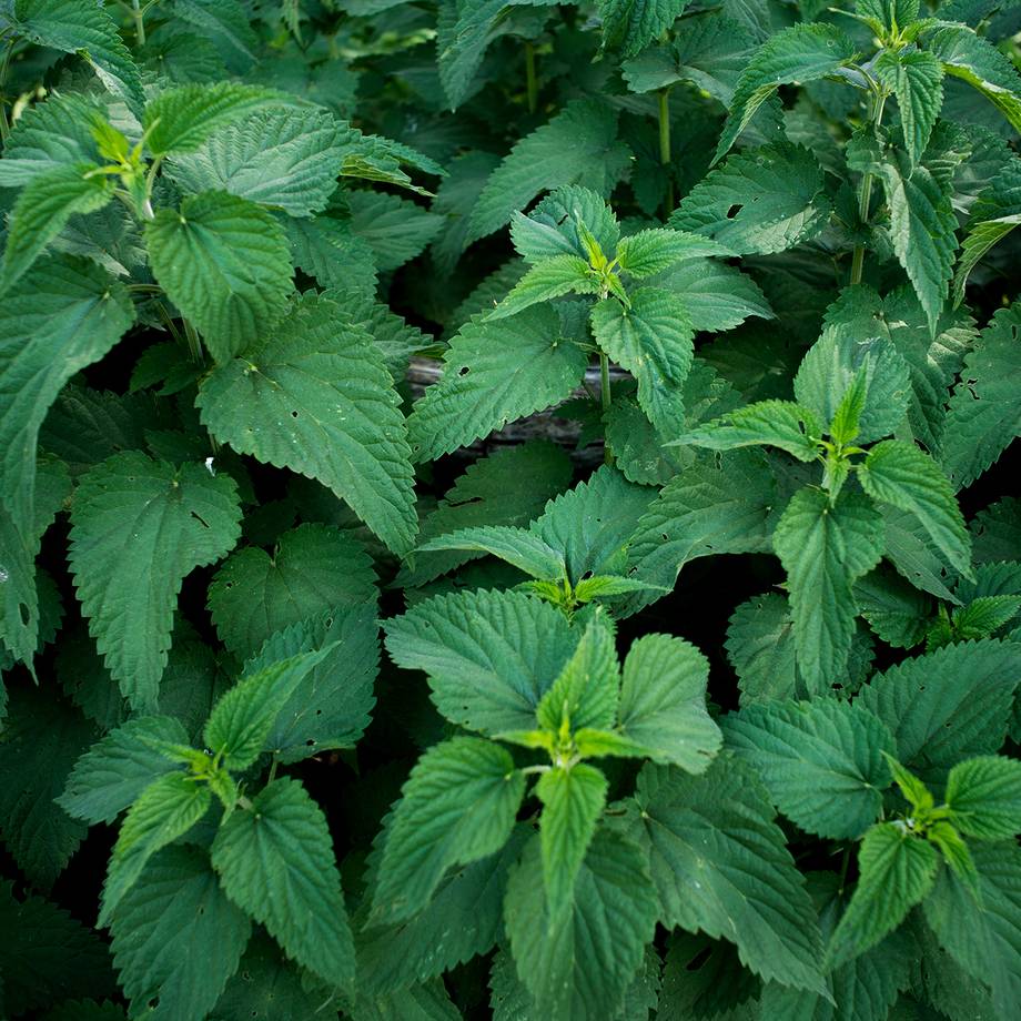 Nettle Leaves in a Basket