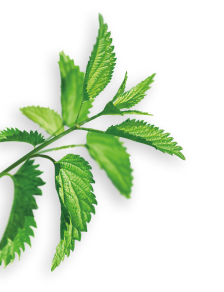 Nettle herb