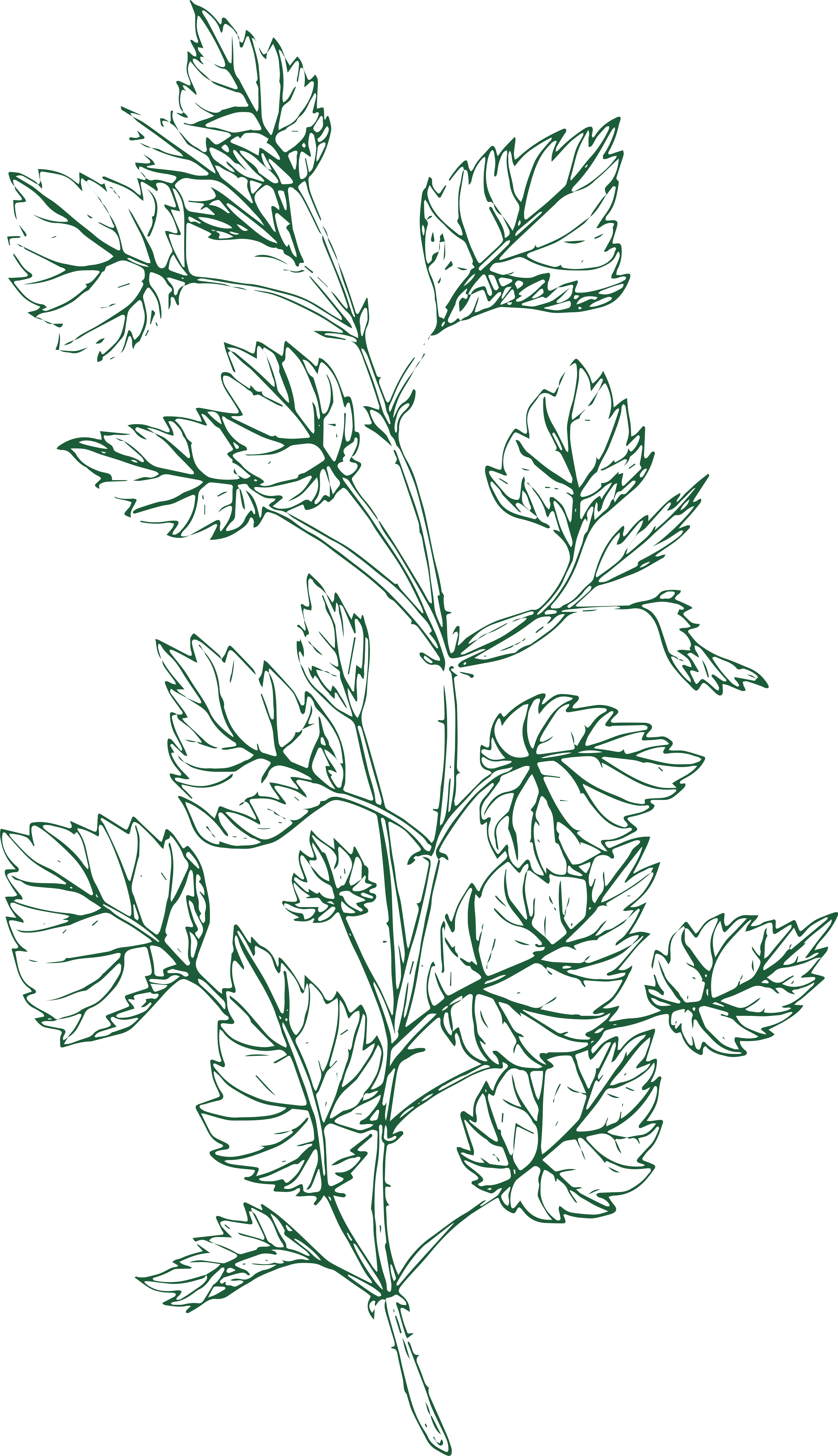 Nettle illustration