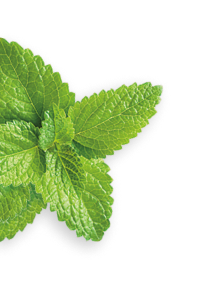 Spearmint herb