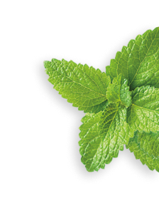 Spearmint herb