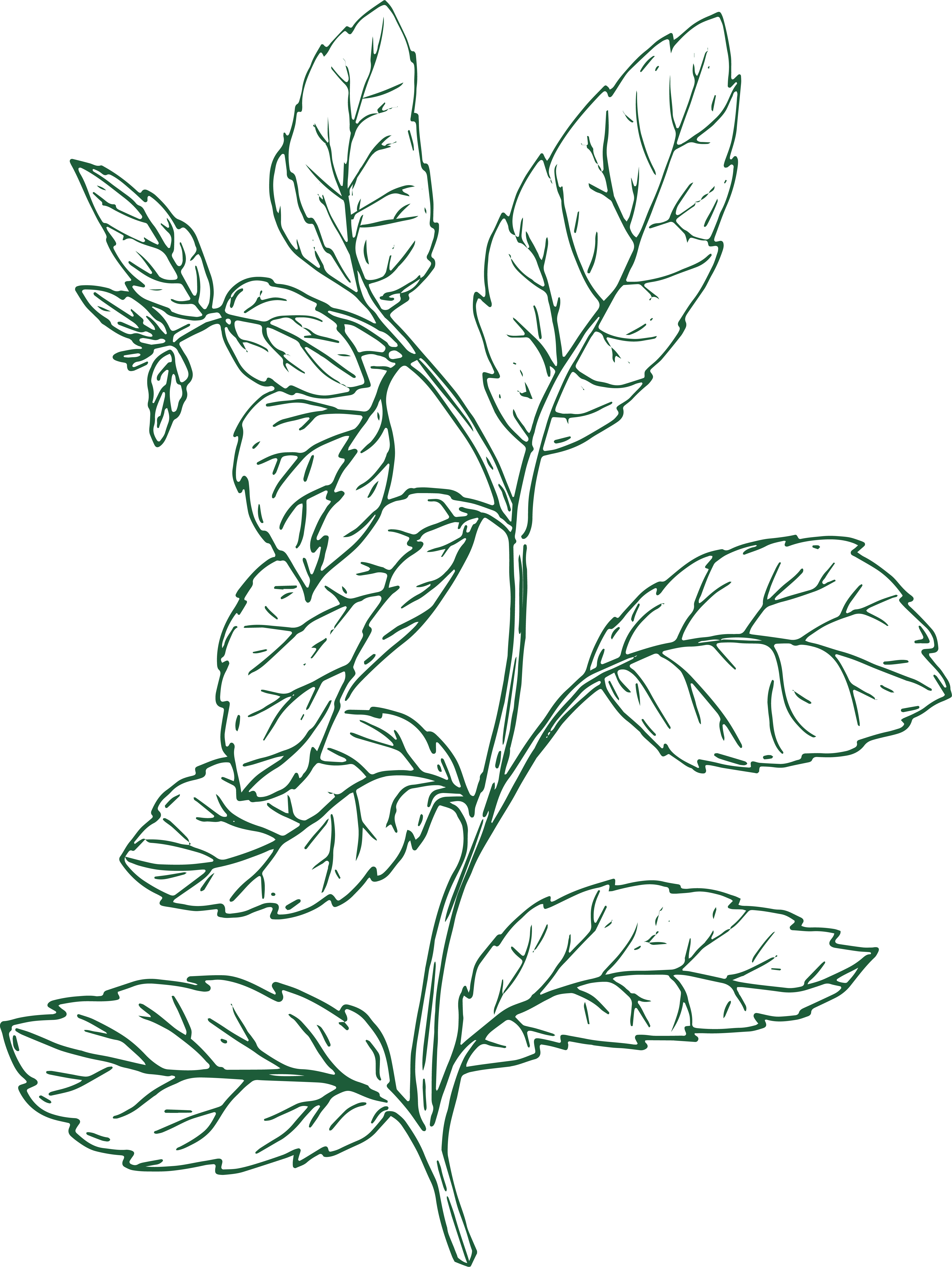 Spearmint illustration