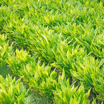 Rows of Turmeric Plants in a Field