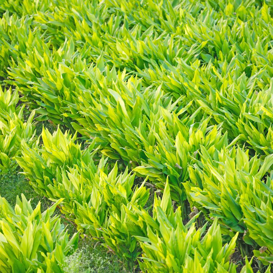 Turmeric Plant with Rhizomes