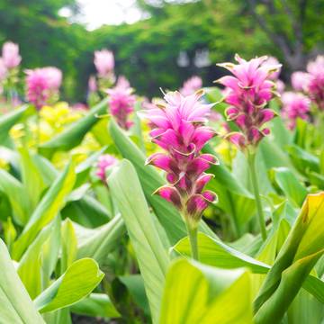 Turmeric Plants & Flowers