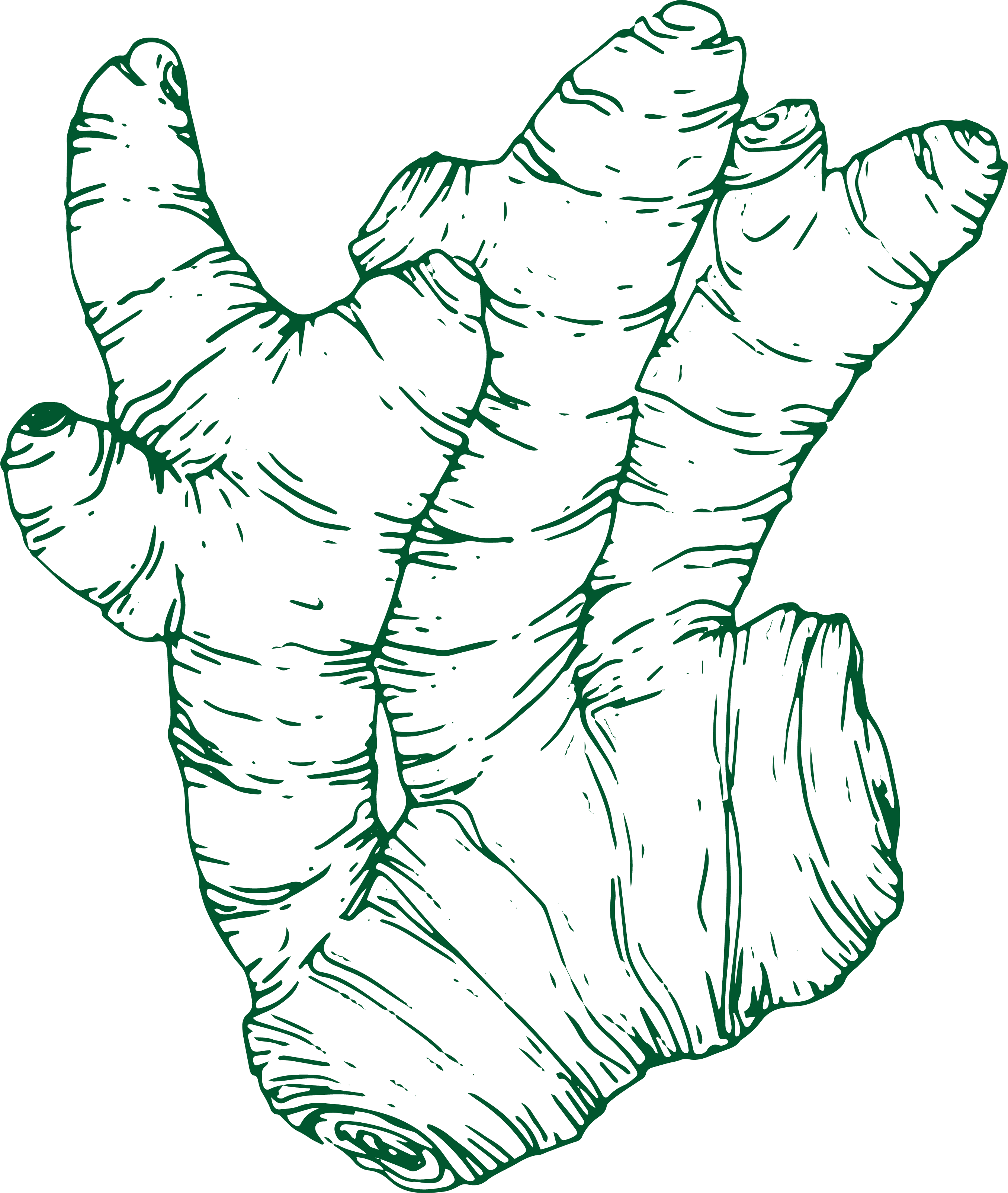 Turmeric illustration