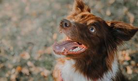 Hundegebiss – Alles, was Du über die Zähne Deines Hundes wissen musst