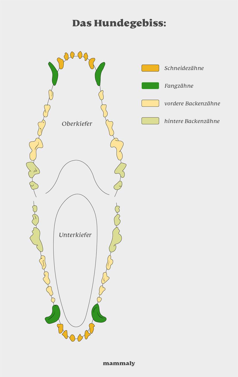 Wie ist das Hundegebiss aufgebaut?