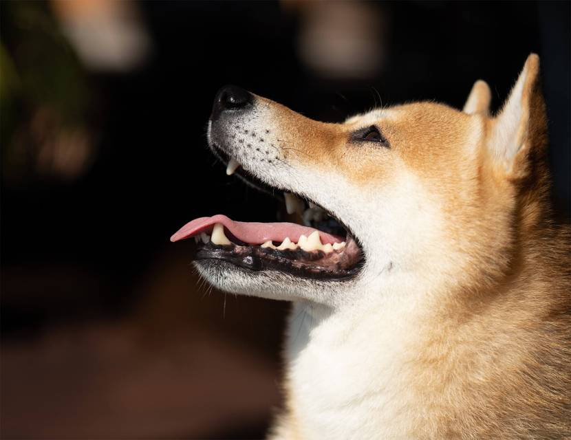 Welche Funktionen erfüllt das Gebiss von Hunden?