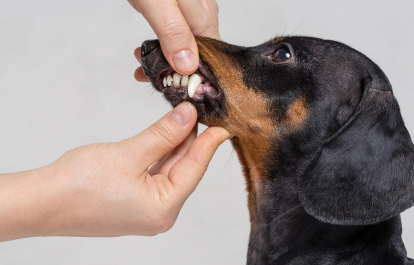 Kieferfehlstellungen beim Hund
