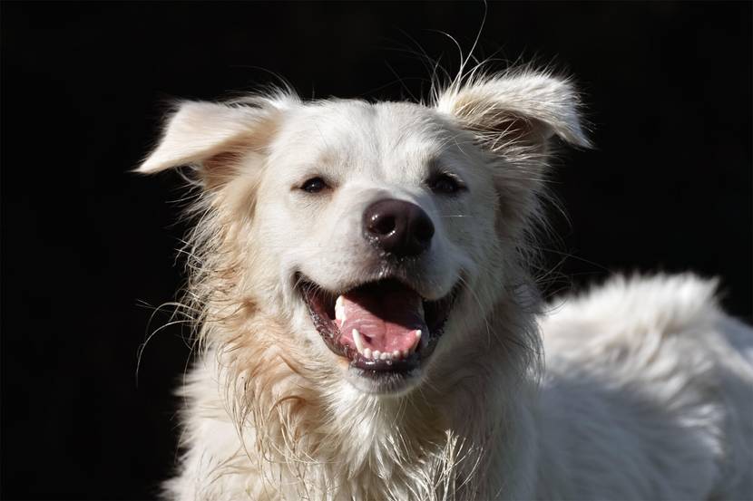 Zahnfehlstellungen beim Hund korrigieren