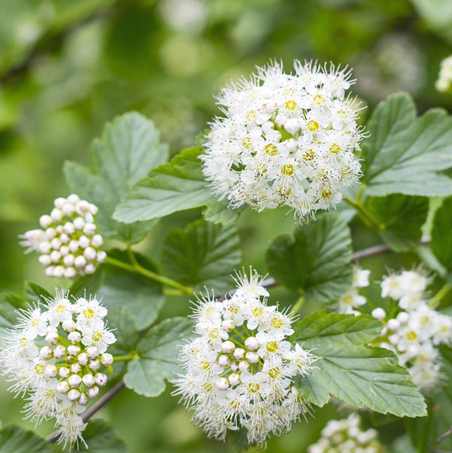 Meadowsweet Flowers & Leaves