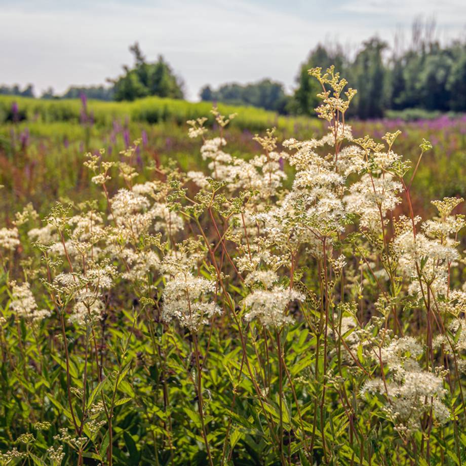 Meadowsweet Flowers & Leaves