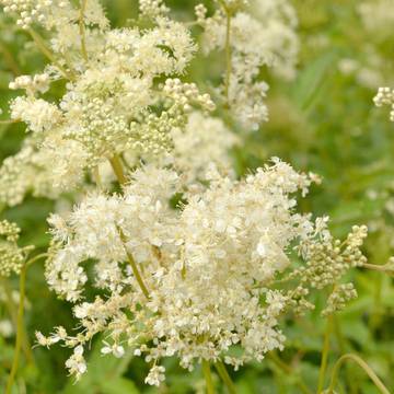 Meadowsweet Flowers