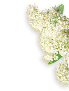 Meadowsweet herb