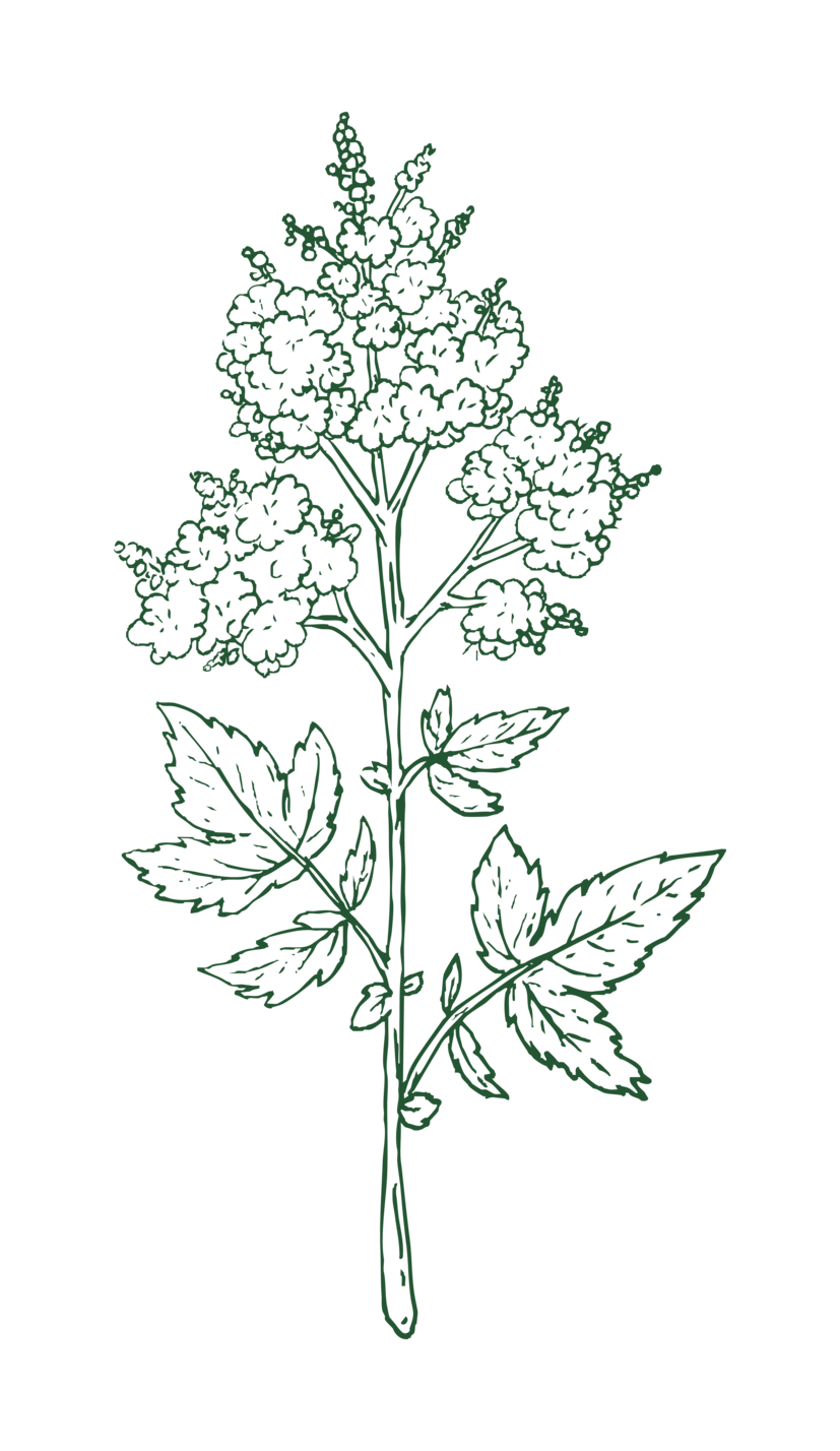 Meadowsweet illustration