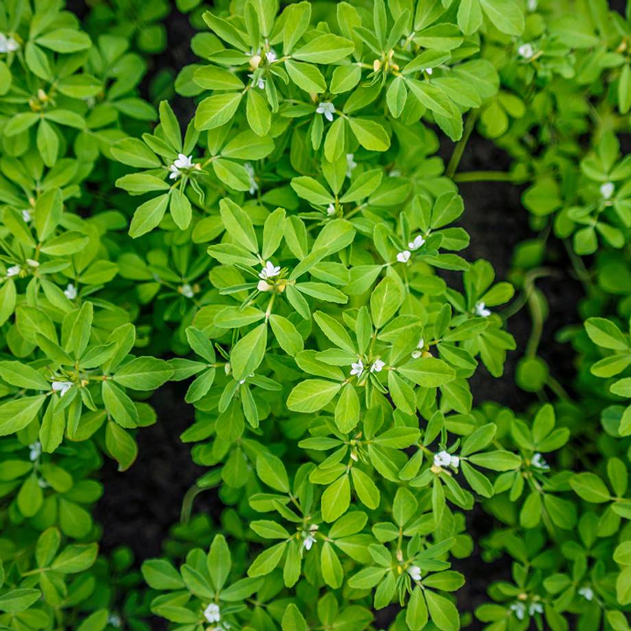 Fenugreek Leaves