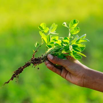 Fenugreek Plant with Roots being pulled by hand