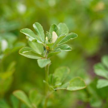 Fenugreek Leaves