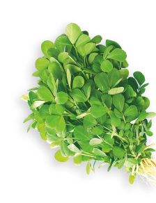 Fenugreek herb