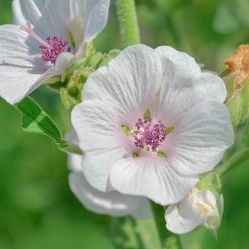 Marshmallow Flower